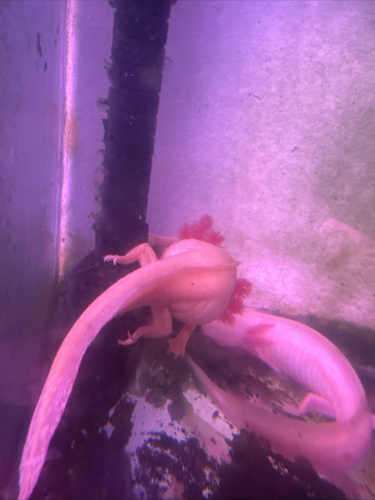 “Pre orders “Axolotl Fertile Hatching Eggs 🥚60count (GFP)