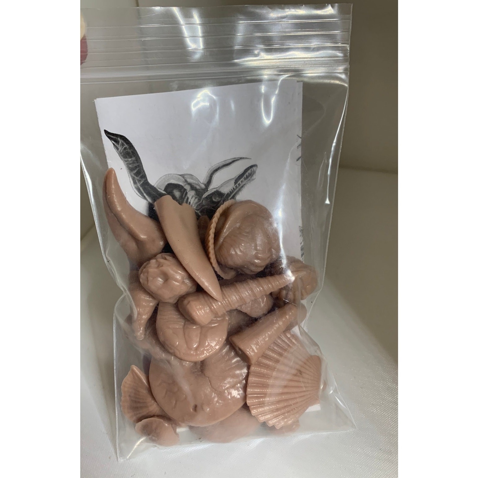 Carolina Fossil Guide Kit 3.1oz GEO8406 3067 Set of 21