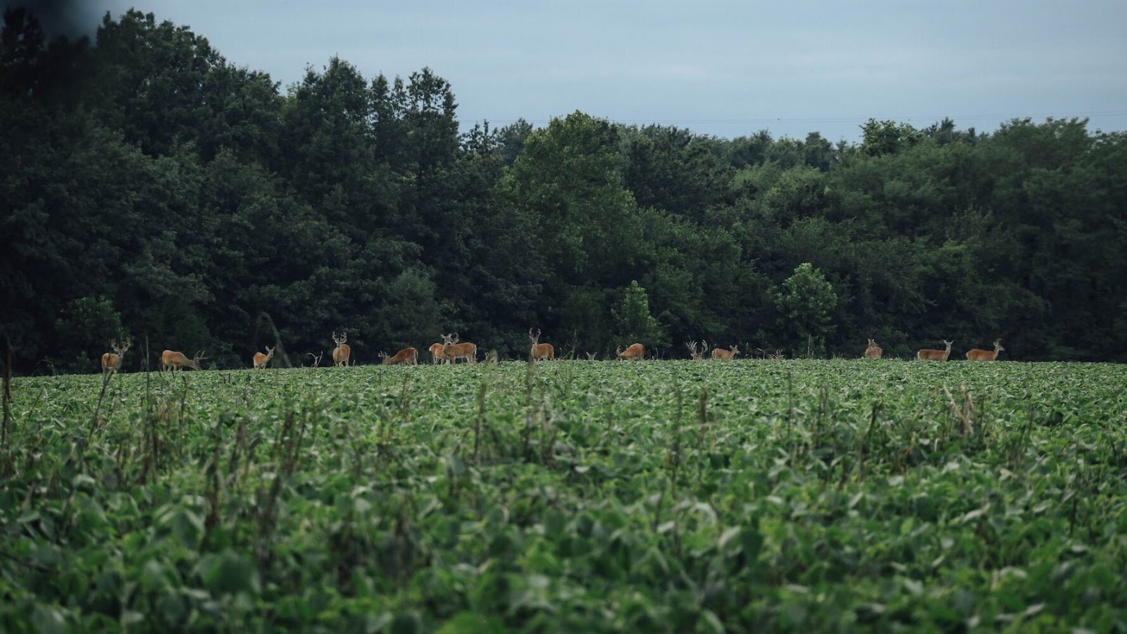 Eagle Seed Buffalo Summer Blend® for Deer | Food Plot Habitat Seed