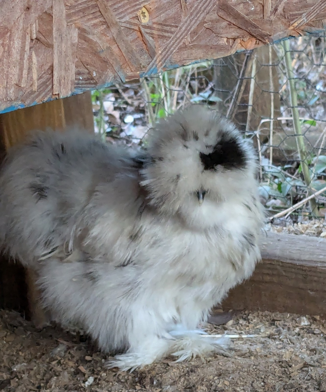 12 Quality Paint Silkie Eggs NPIP