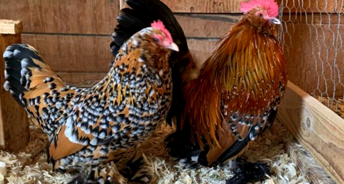 12 NPIP/AI CLEAN BELGIAN BEARDED MILLE FLEUR D'UCCLE BANTAM HATCHING EGGS