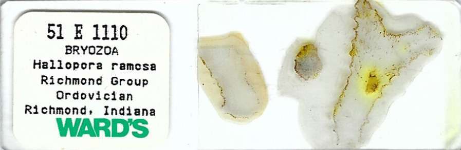 Fossil Bryozoa Hallopora ramosa Microscope Slide