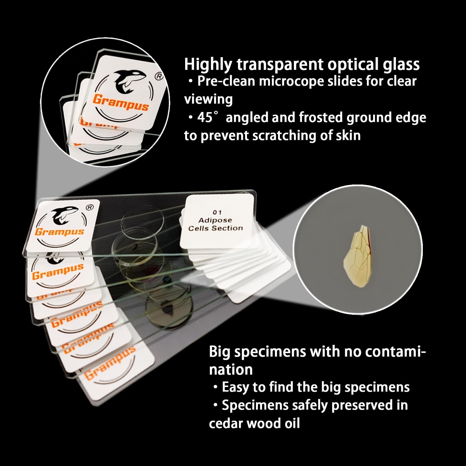 30 Prepared Microscope Slides Set - Specimens for Kids, Students, Science Lab, B