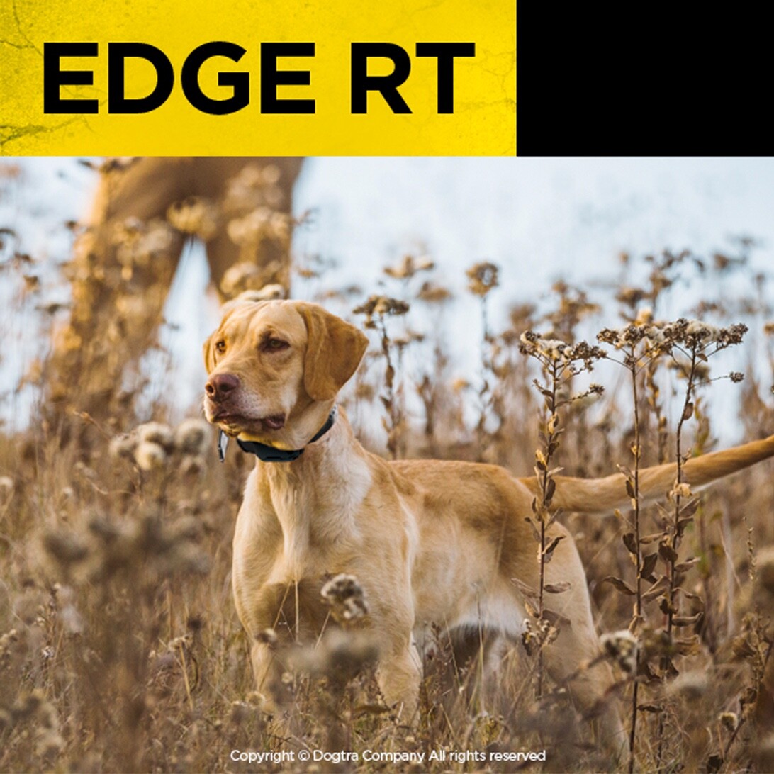 Dogtra Edge RT Dog Collar Receiver Black Strap