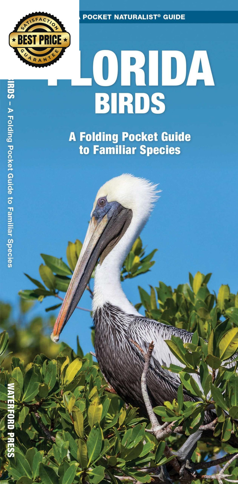 Florida Birds (Nature Observation North America)