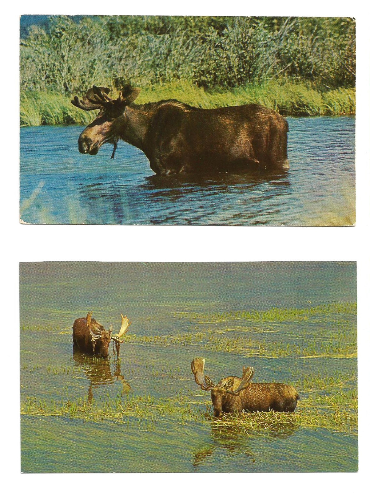 Bull Moose Postcards