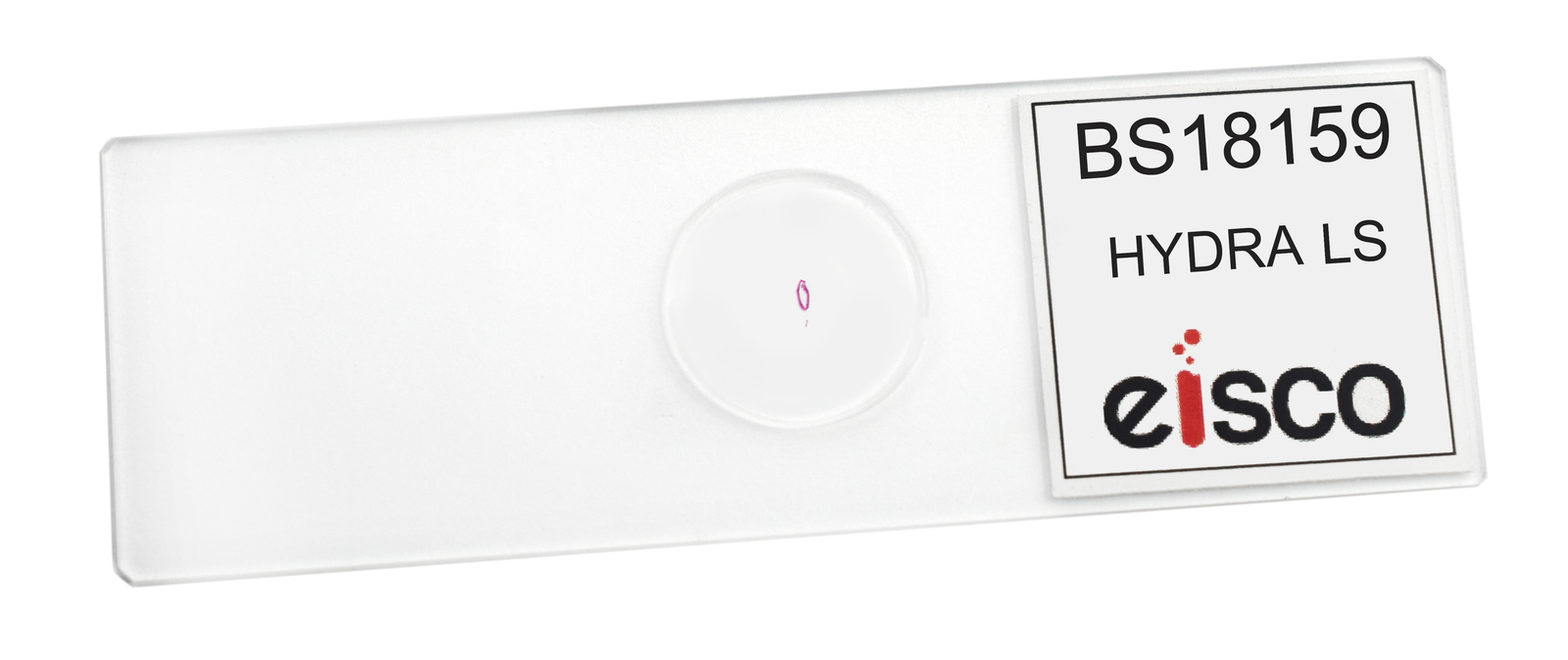 Hydra - Prepared Microscope Slide - 75x25mm - Eisco Labs