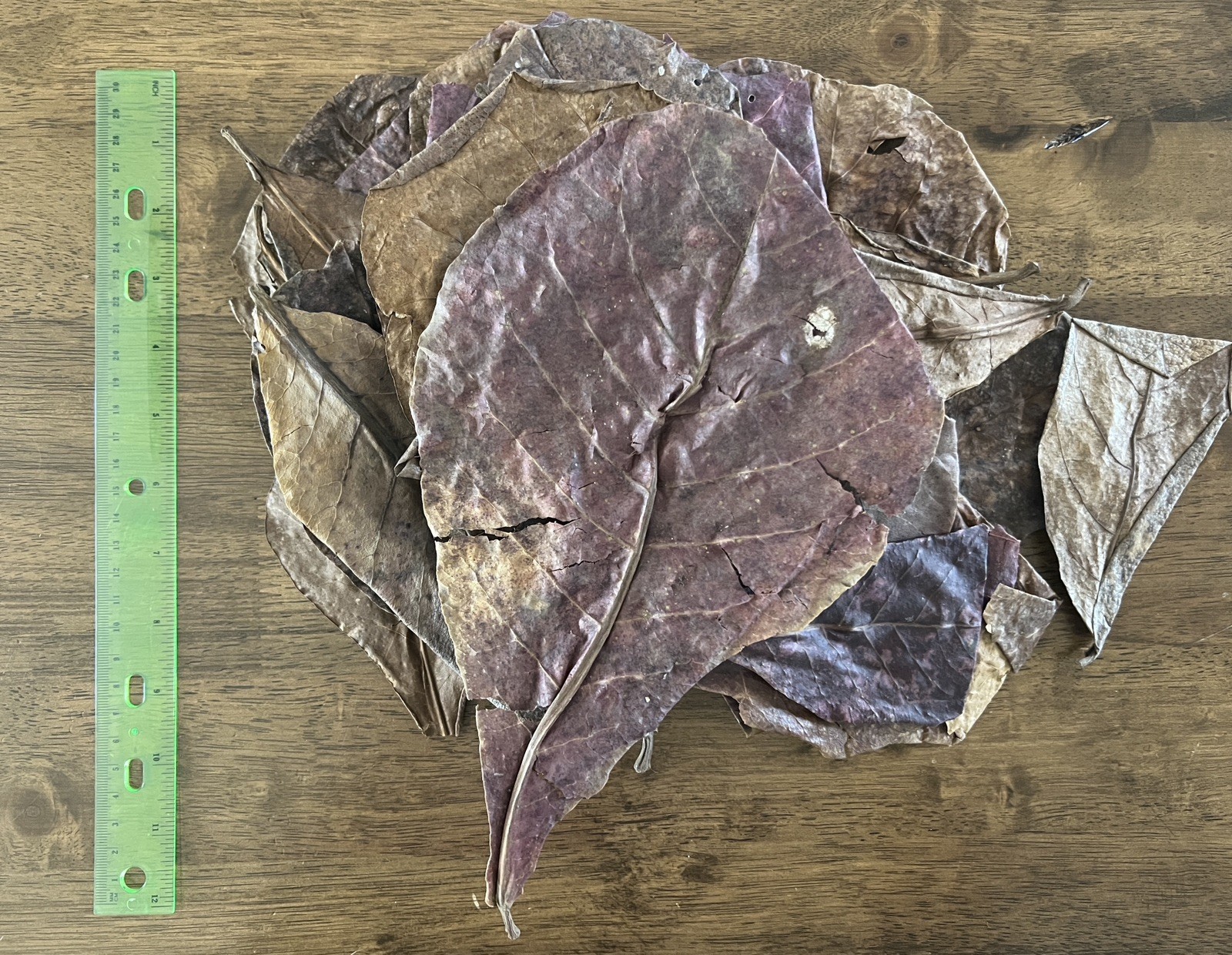 Over 20 Indian Catappa Almond Leaves for Betta, Shrimps, Reptiles