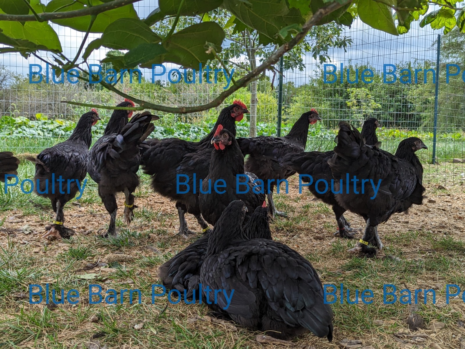 6 Solid Black Marans Chicken Hatching Eggs. Purebred. NPIP.