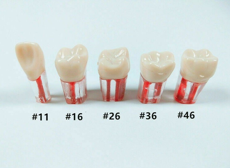 10x Dental clear Root Canal Teeth Study Practice Model Endodontic Pulp File