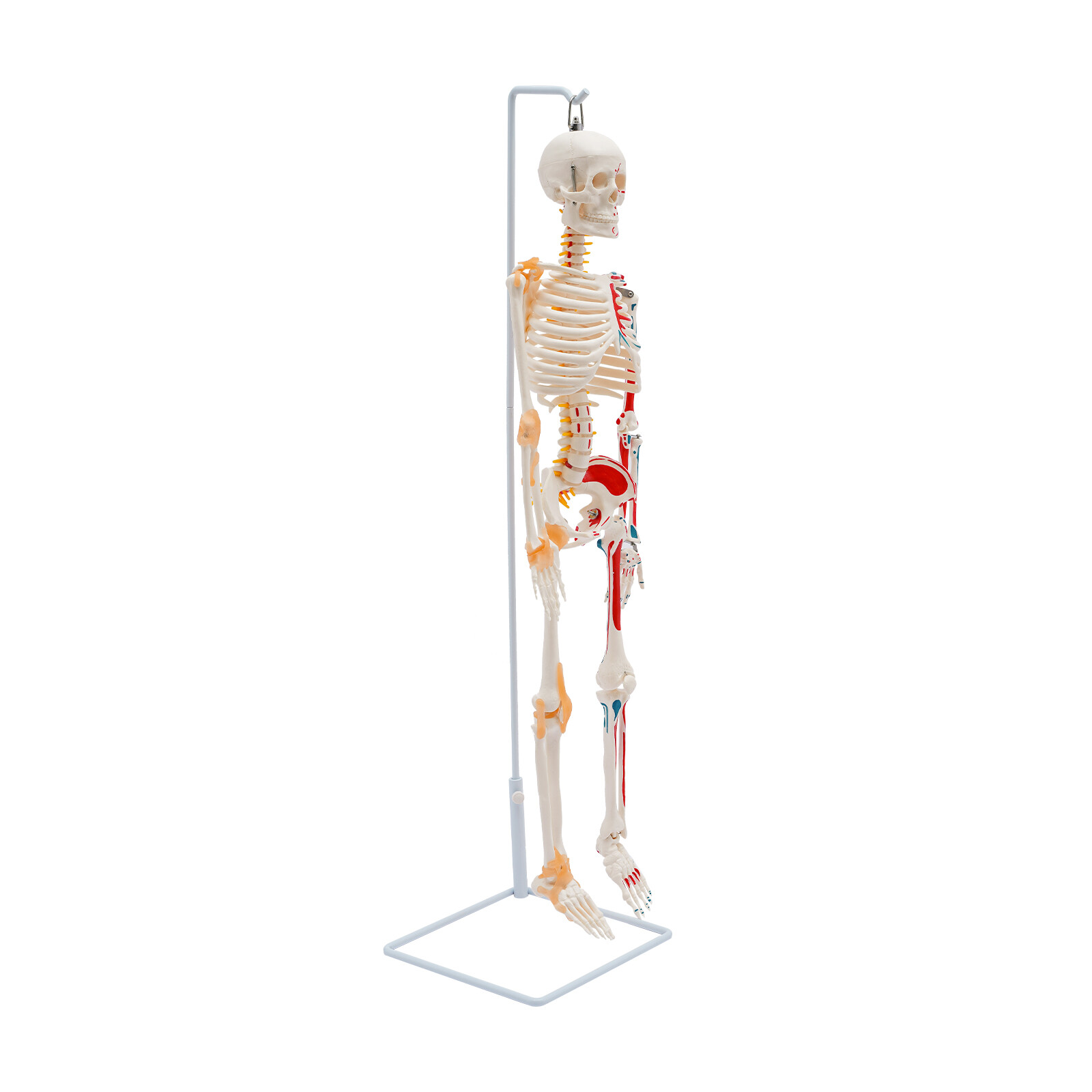 34" Size Human Skeleton Model For Doctors' Office or Anatomy Classroom