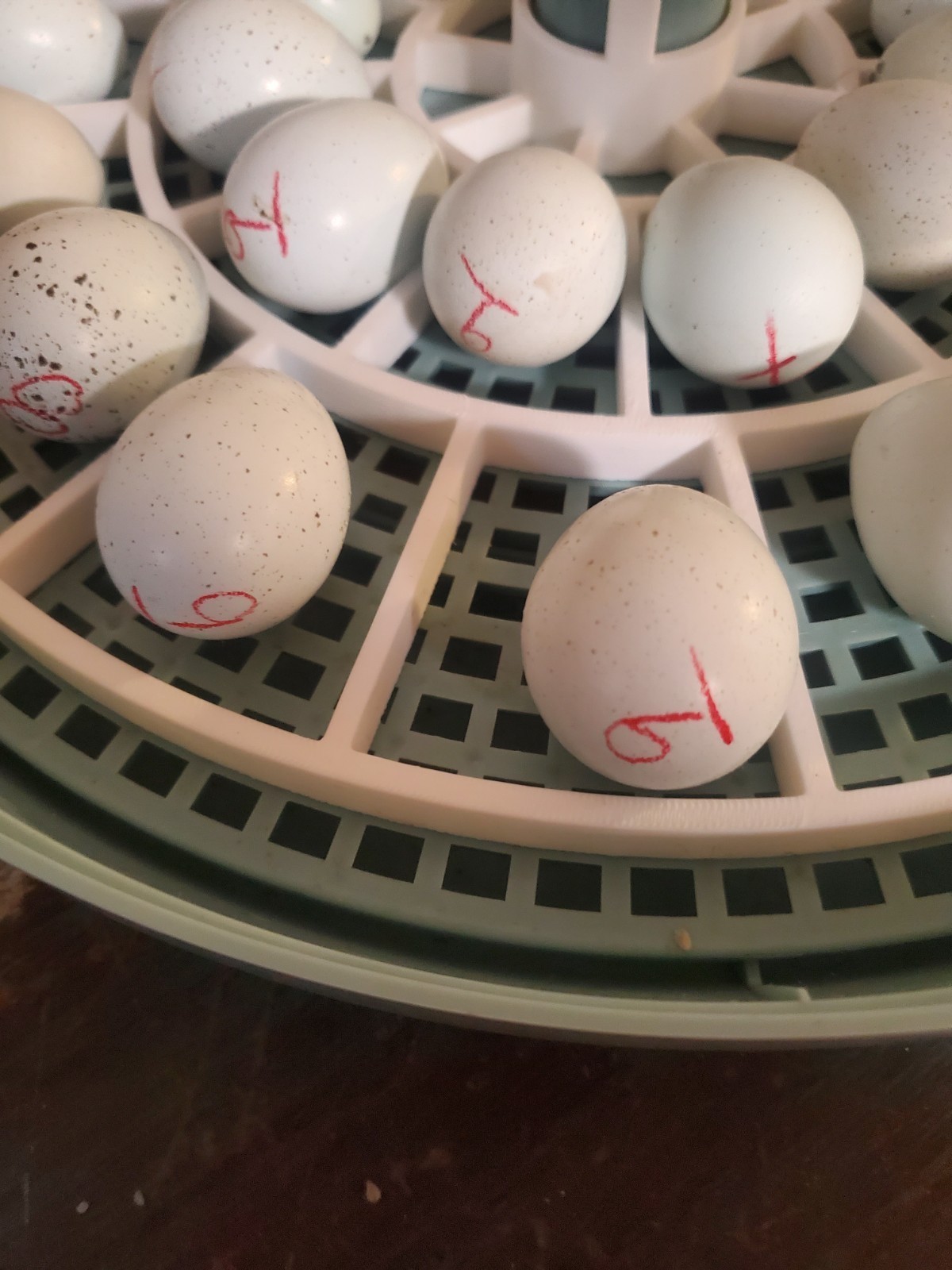 28 Egg Turner Replacement for Small Egg Incubators (Turner Only)