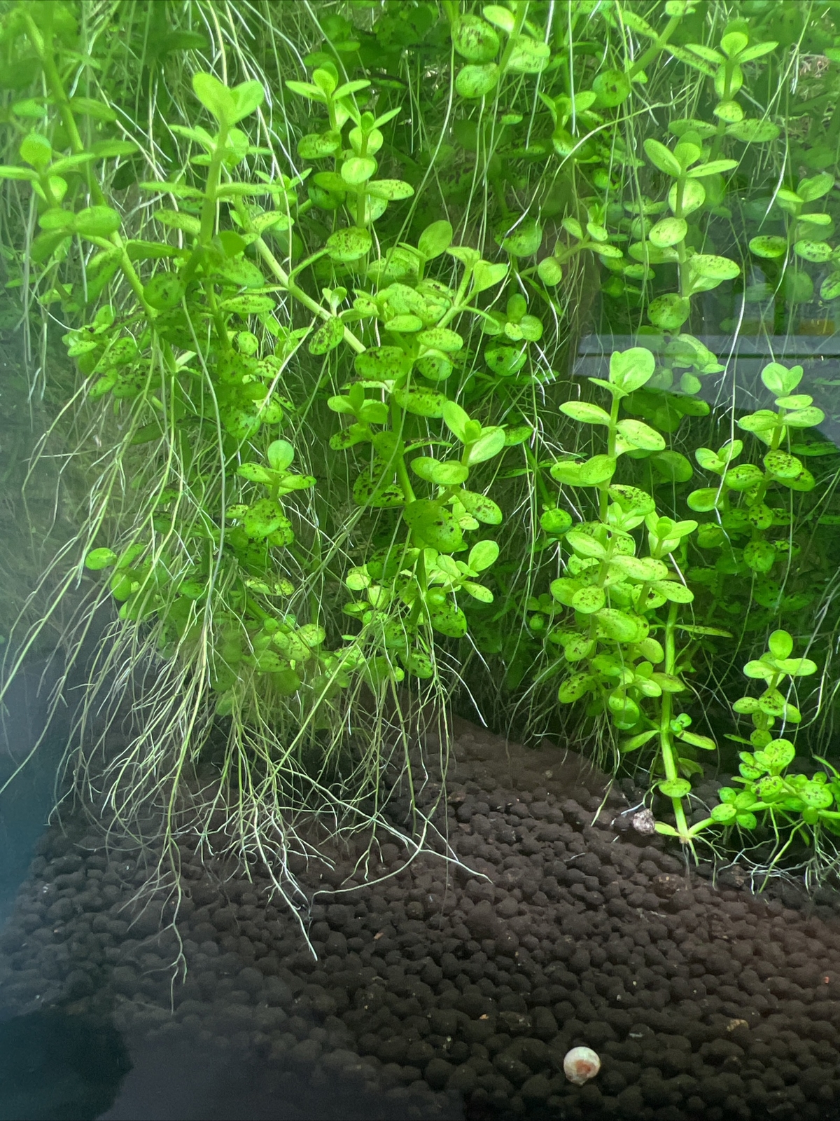 Water grass