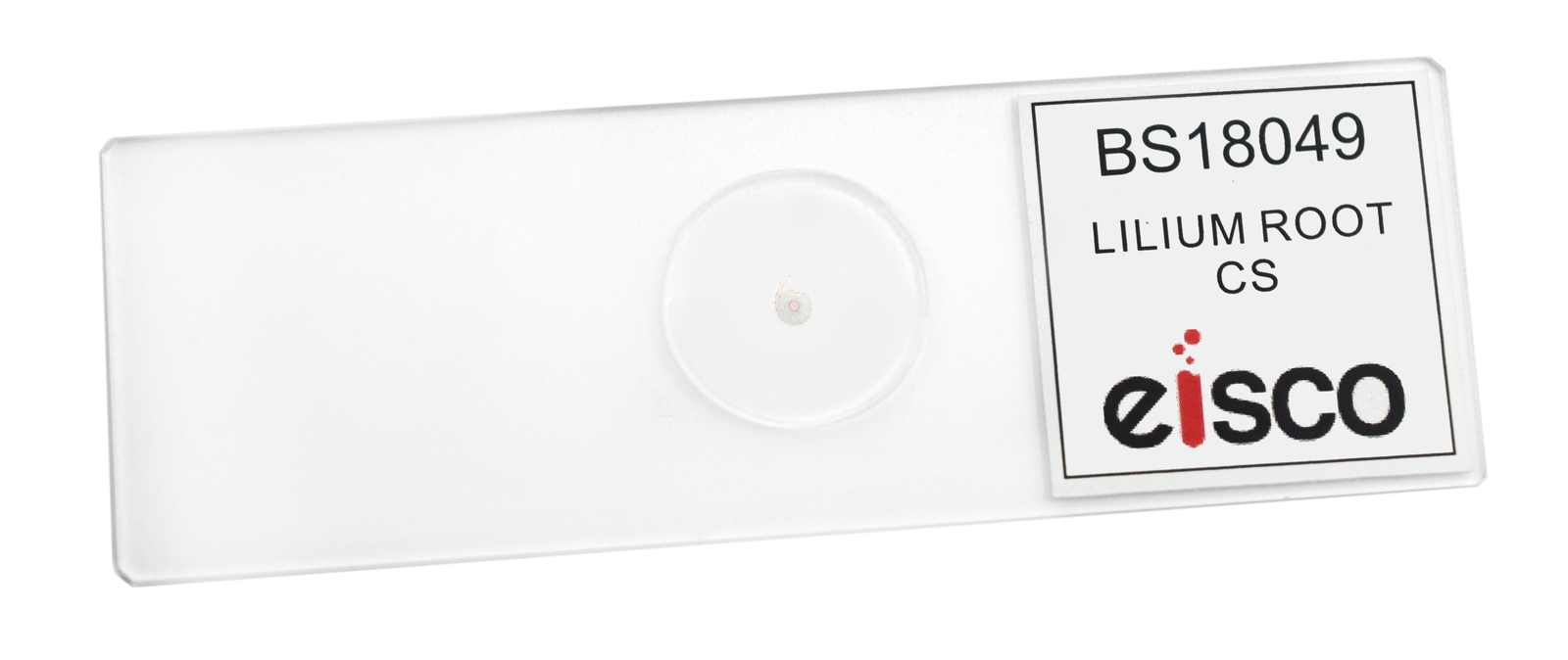 25PK Lilium Root - Prepared Microscope Slides, 75x25mm - Eisco Labs