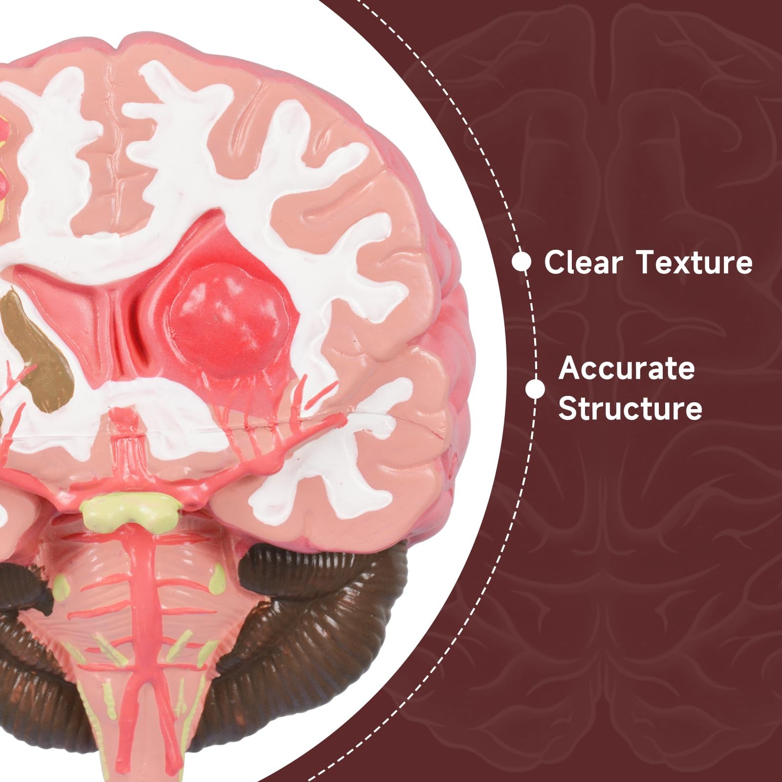 Brain Stroke Anatomy Model, Life-Size Human Brain Structure Anatomical Model,...