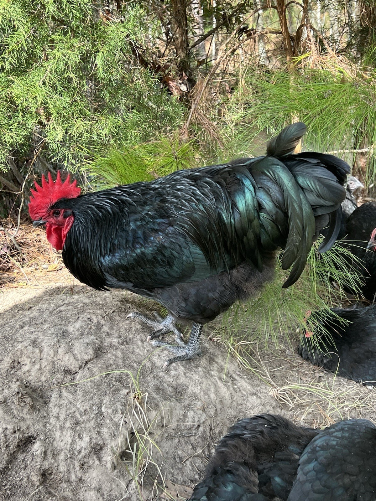 15 Black Australorp hatching eggs-pure bred-hatch now for Laying Hens by Spring!