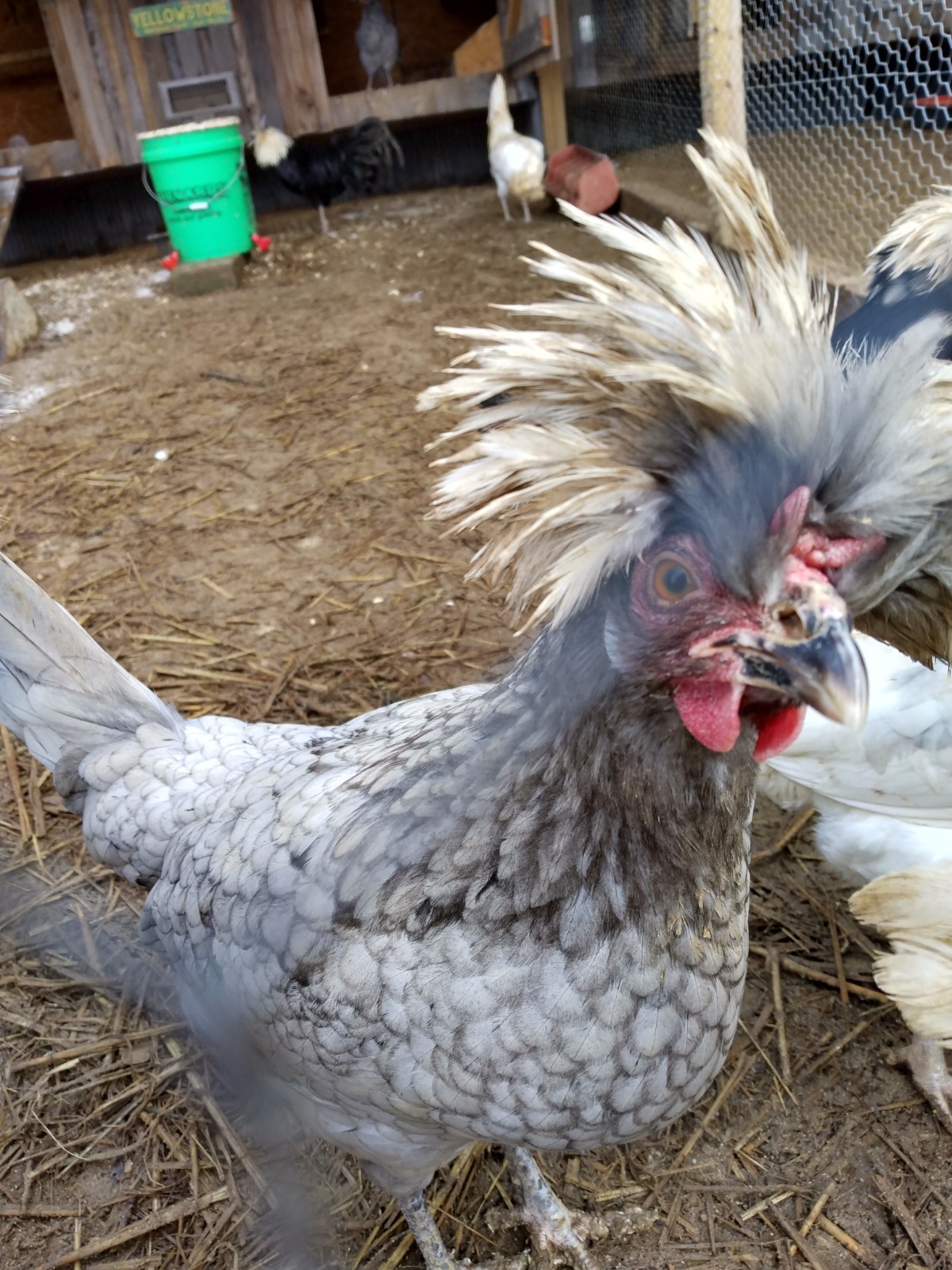 Hatching Eggs Polish White Crested 8+ Blue, Black, Splash