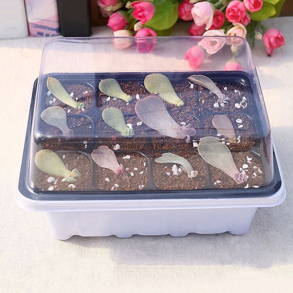 Multi Plastic Plant Starter Boxes for Home with Simple Structure Design 6 Pcs