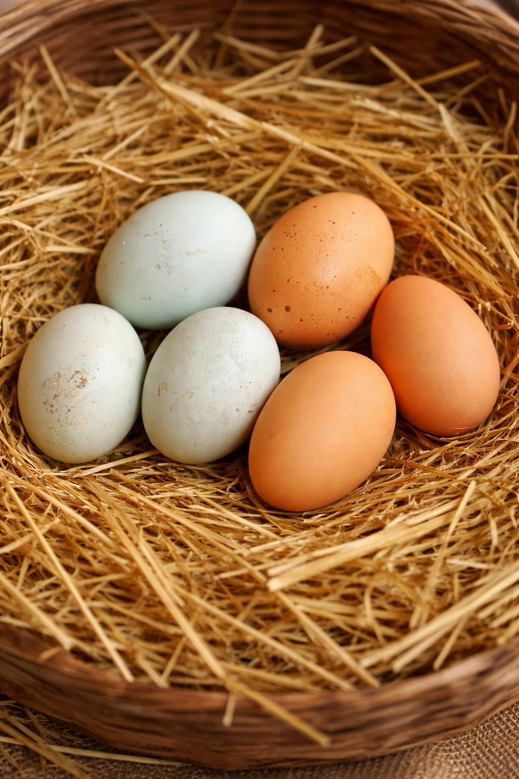 12 Fertile Hatching Eggs - Crème Legbar Blue + Bielefelder Brown