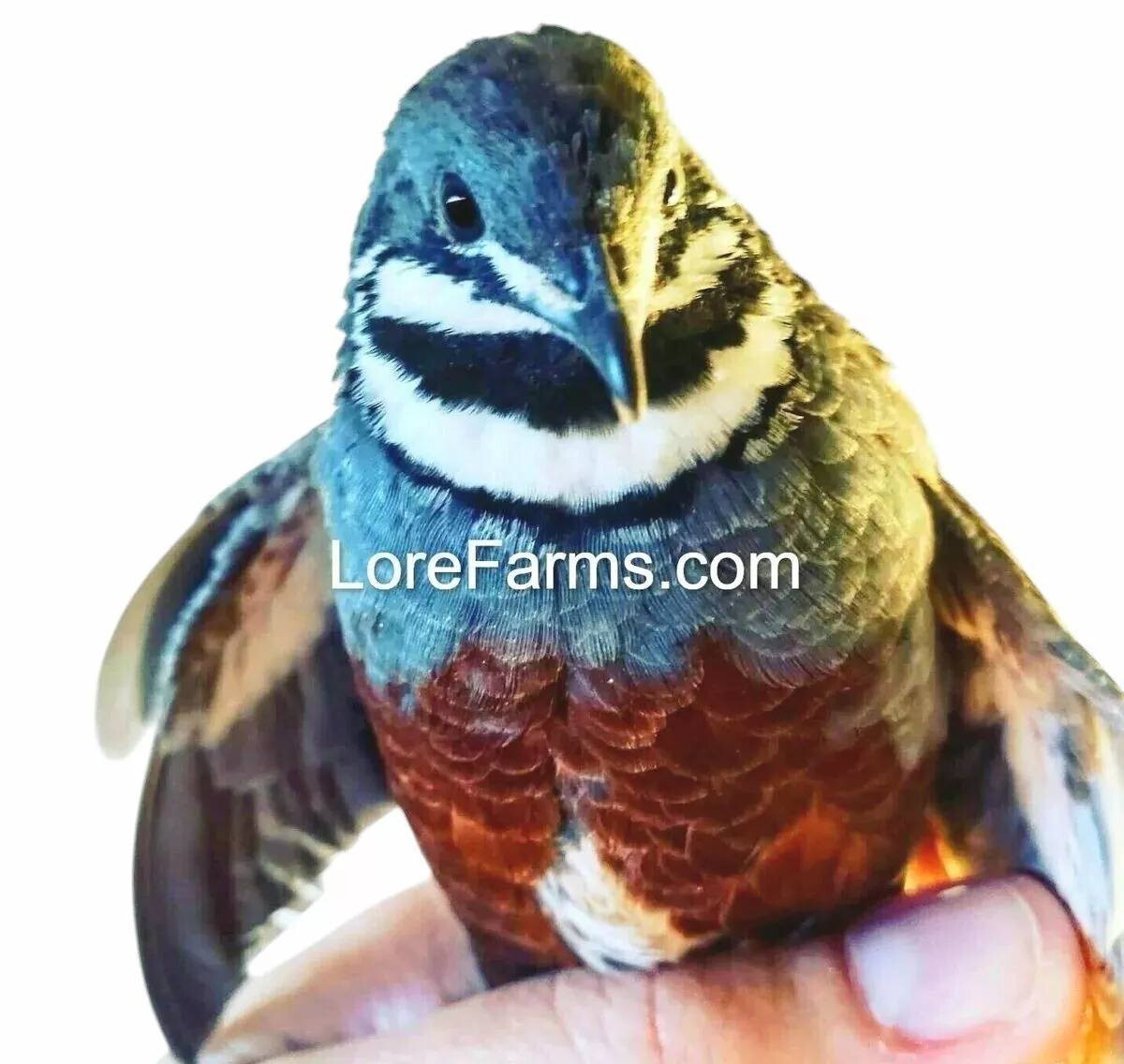 22 (+4ext) ❤️ LORE FARMS Button Quail Hatching Eggs Chinese Painted SPECIAL RARE