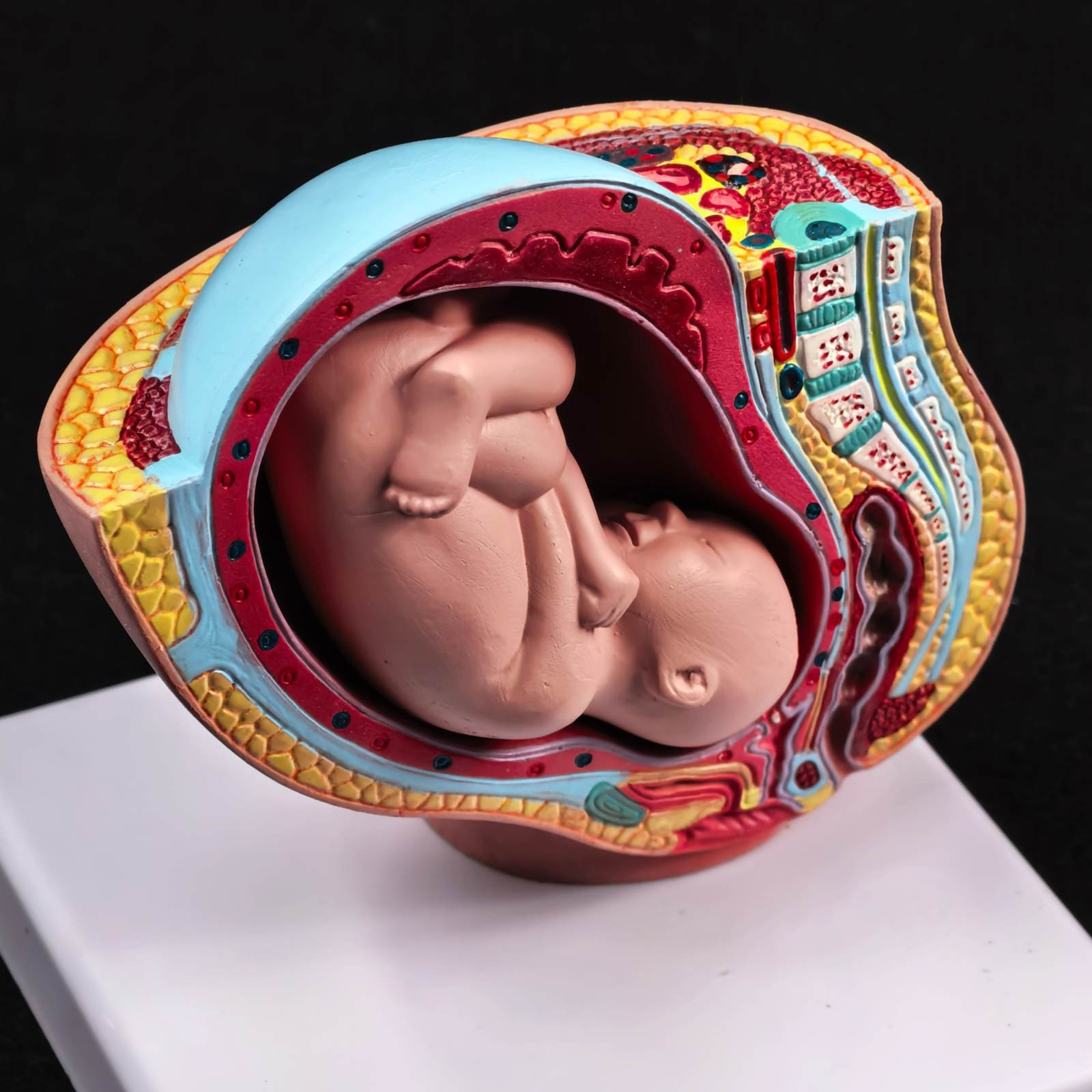 Human Female Pelvic Section Pregnancy Anatomical Model Medical Pelvis Anatomy
