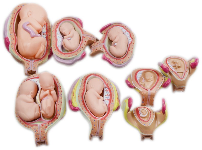 8 PC Human Anatomical Teaching Model PVC Embryo Development Process Education