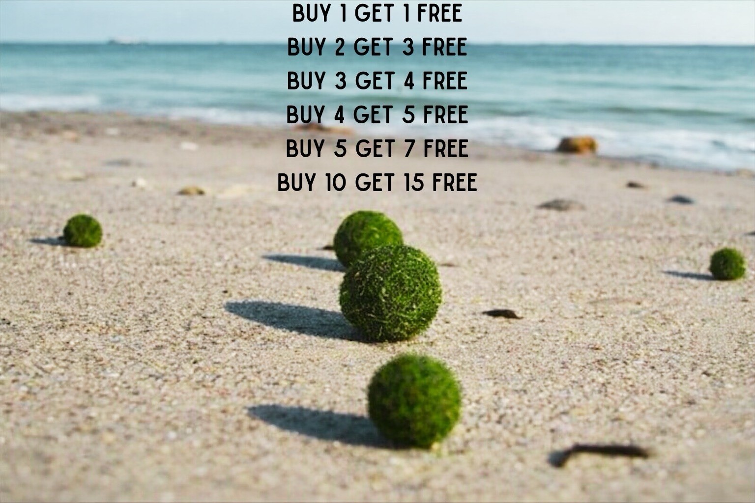 Marimo Moss Ball 0.25 inch  Aquarium A Live Plant Fish Tank