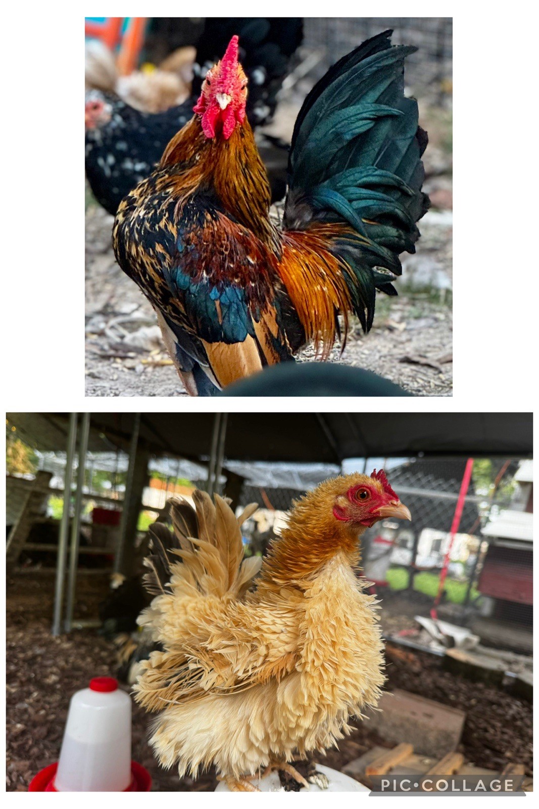 15+ Serama Fertile Hatching Eggs Frizzle Silked Smooth