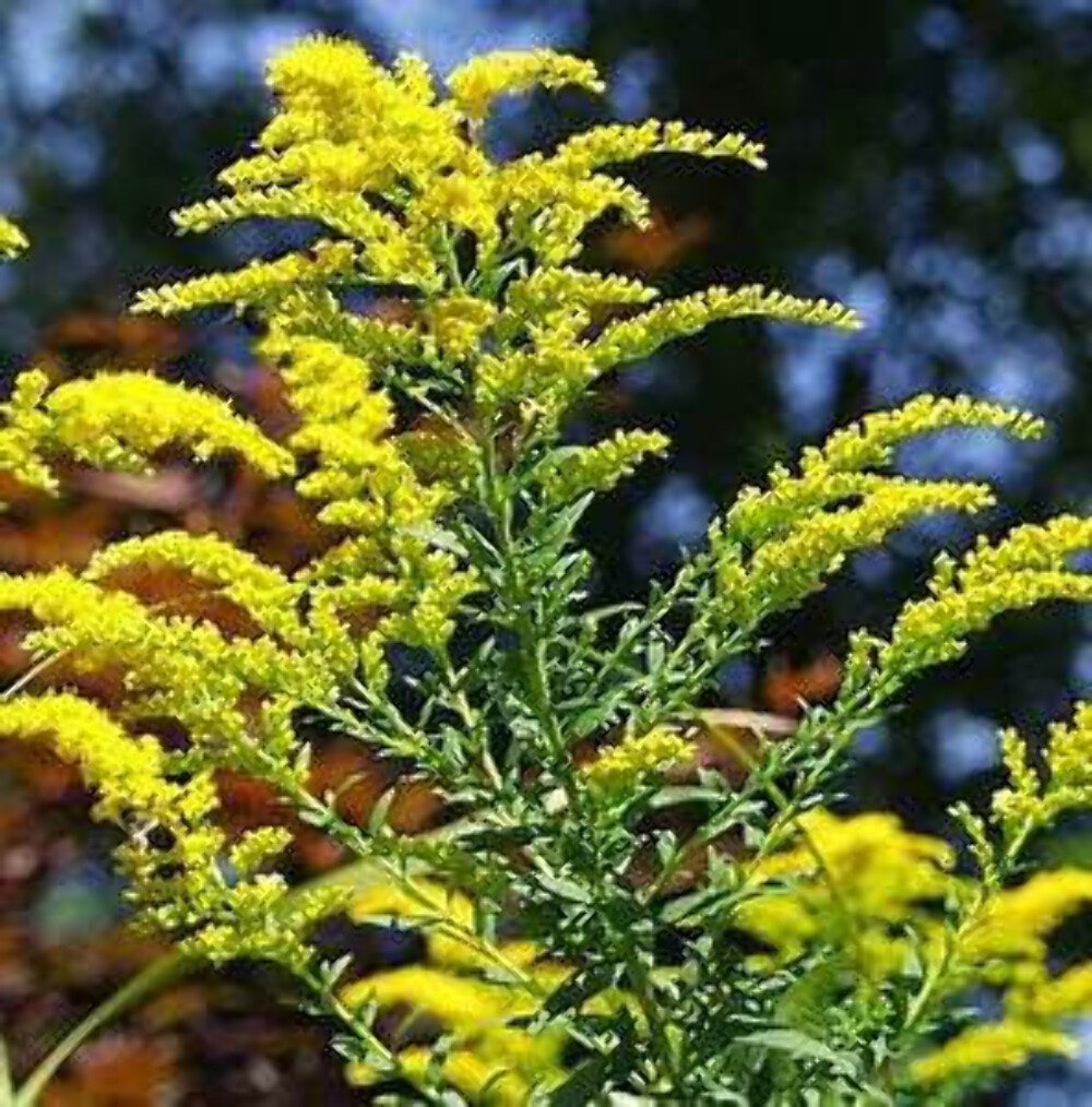 Goldenrod (Solidago Altissima) Seeds, Stratification required for Germination, P