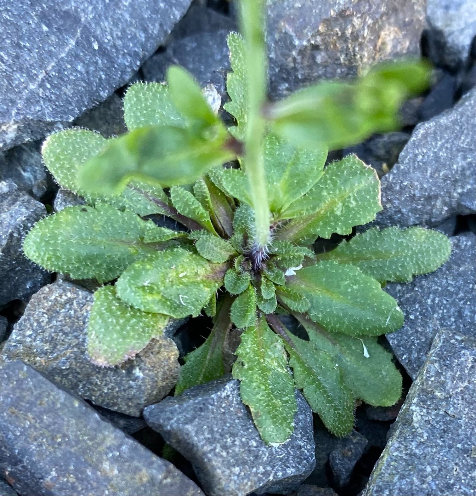 Arabidopsis thaliana - 50 seeds - Model organism for genetic studies
