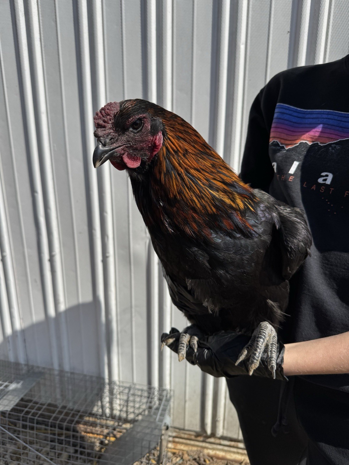 Bruges Fighter Hatching Eggs (6) SOLD OUT