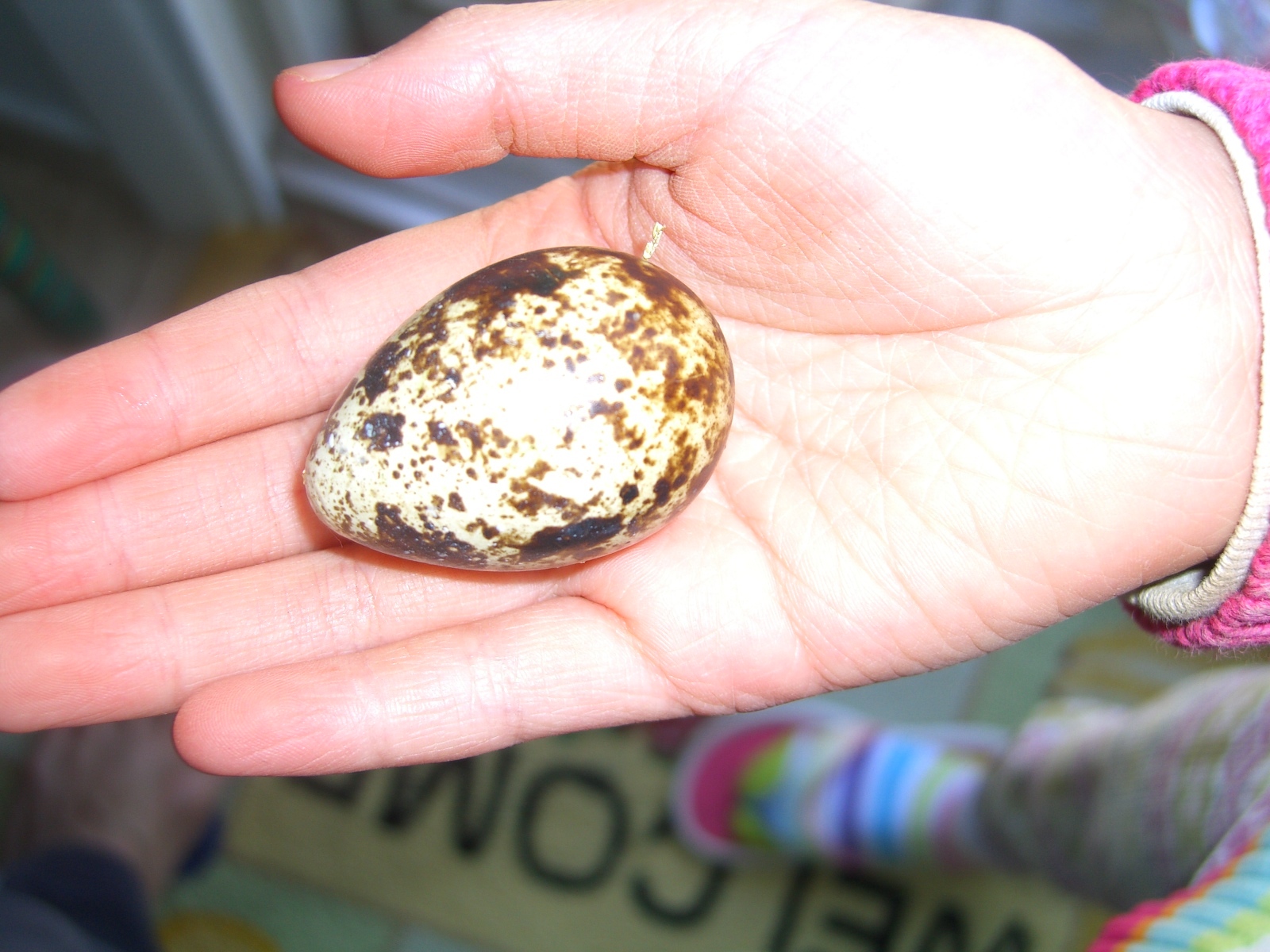 50 Jumbo Coturnix (Japanese) Quails Eggs for Hatching.