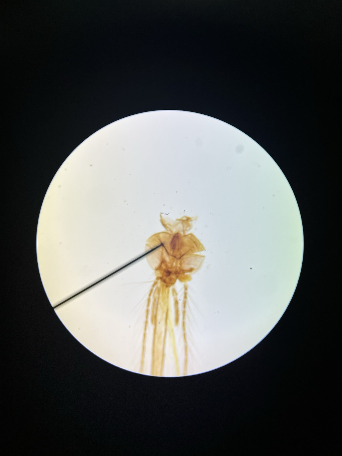 LW Scientific Explorer II Student Microscope with Specimen Slides