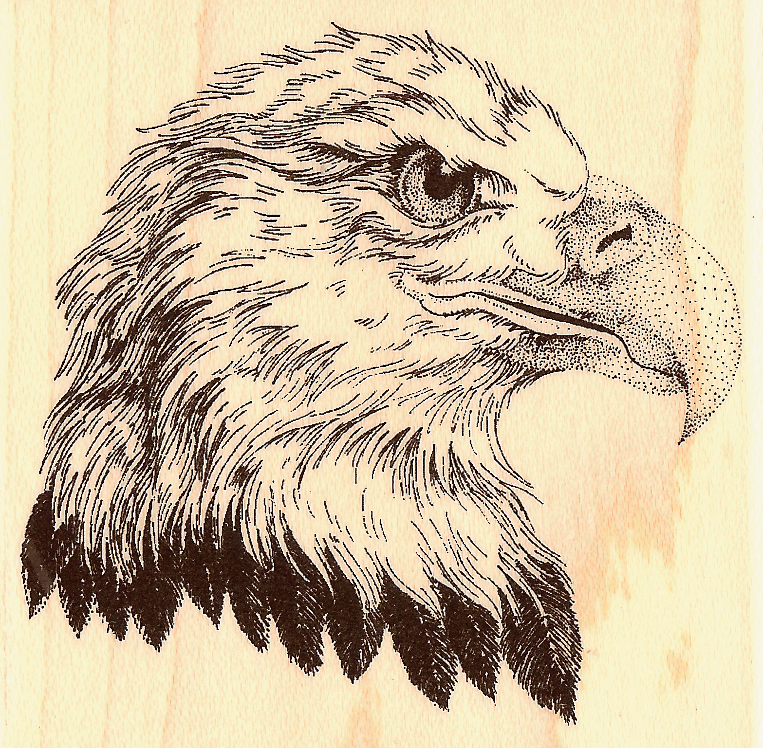 Bald Eagle Bird Wood Mounted Rubber Stamp IMPRESSION OBSESSION D7013 New