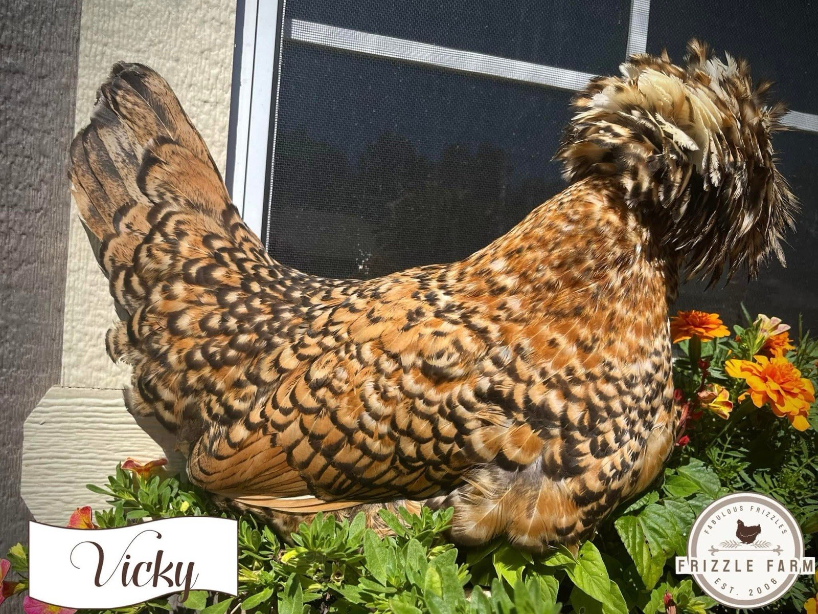 Polish crested Fertile Eggs
