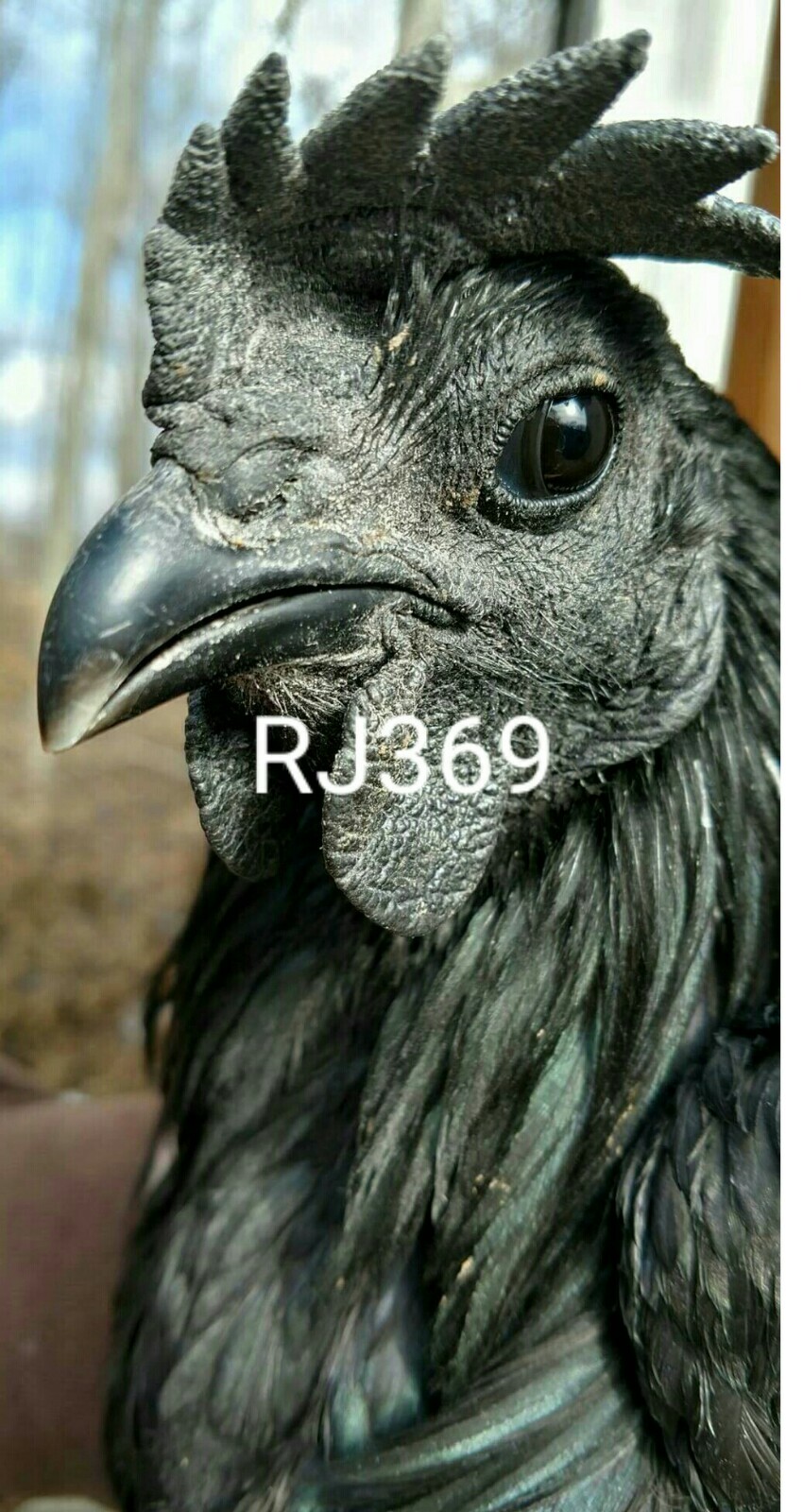 3 Swedish Black Hen Fertile Hatching Eggs Rare Back Exotic Unique Beautiful Bird