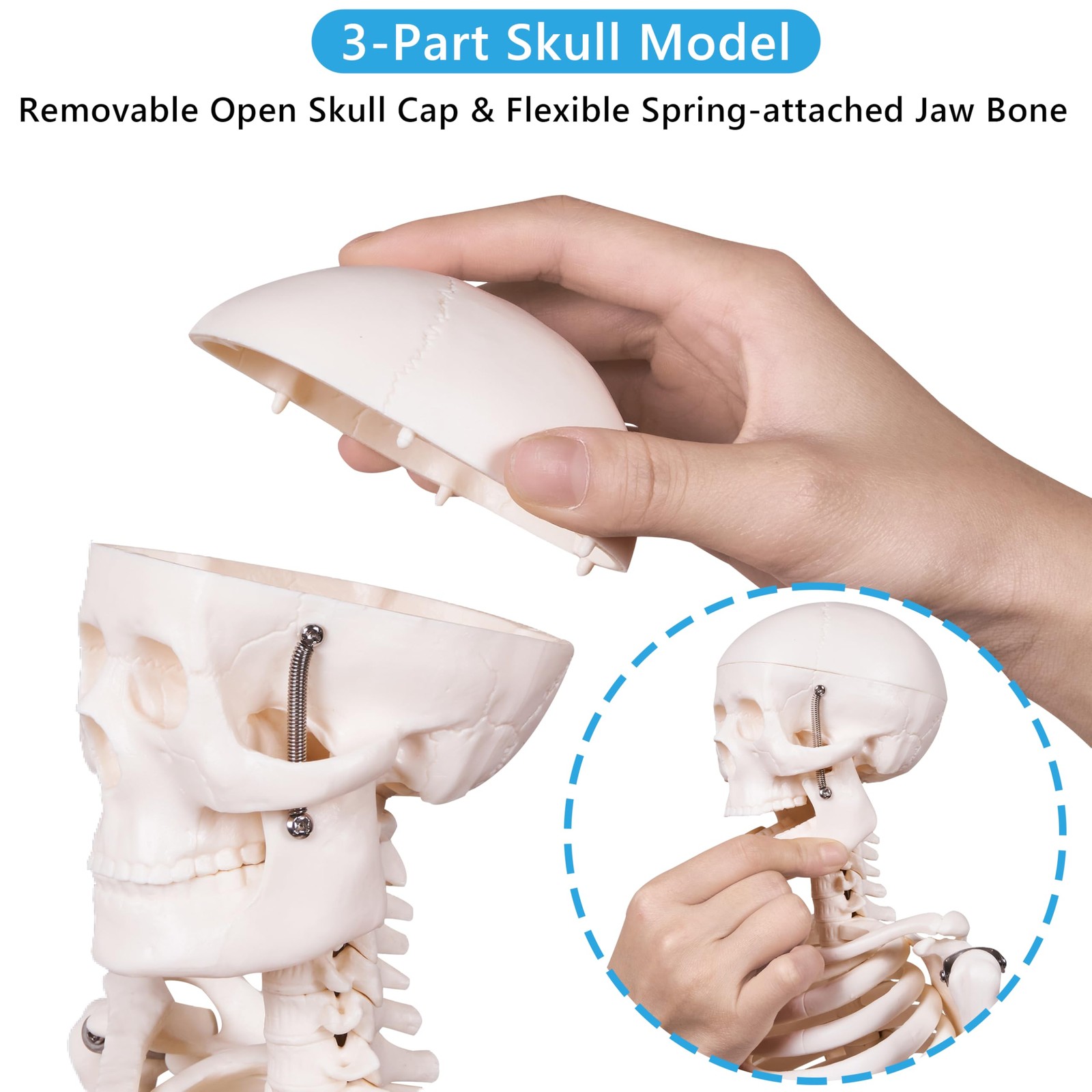 33.4" Human Skeleton Model with Stand, Removable Limbs, Anatomy Study Tool