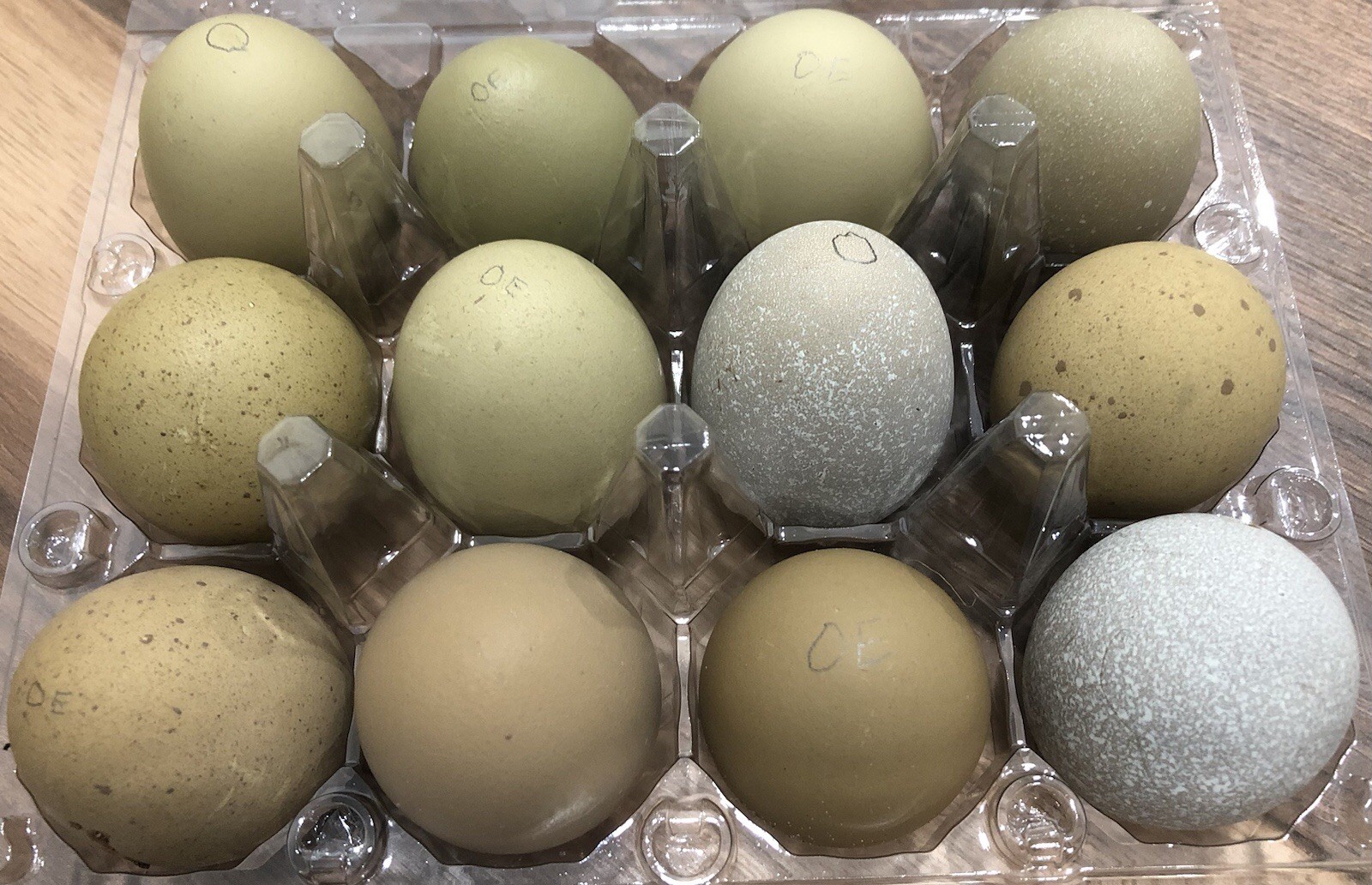 8 + 2 BC1 Olive Egger Hatching Eggs