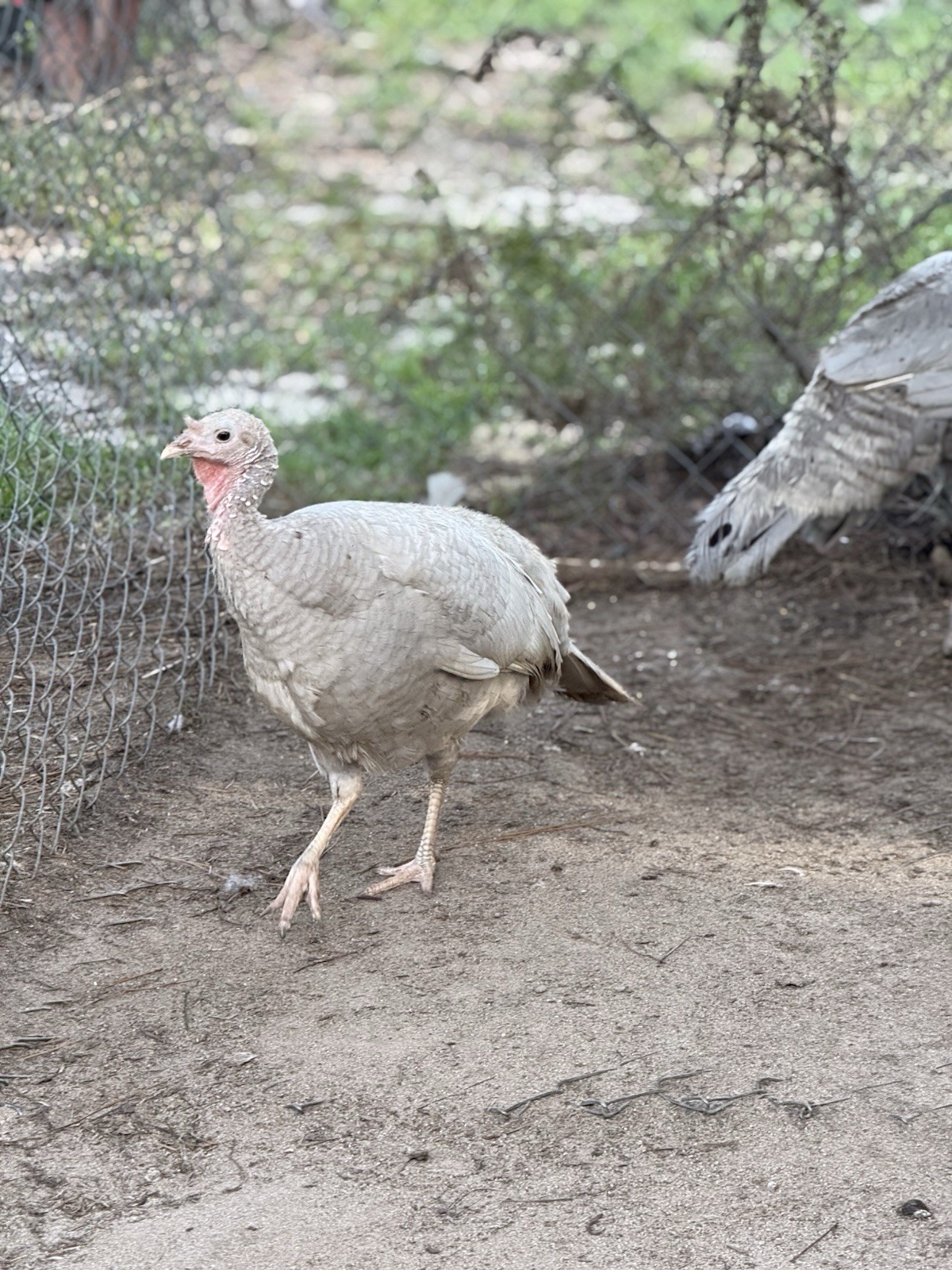 6 + 1 Heritage Blue Slate Turkey Hatching Eggs