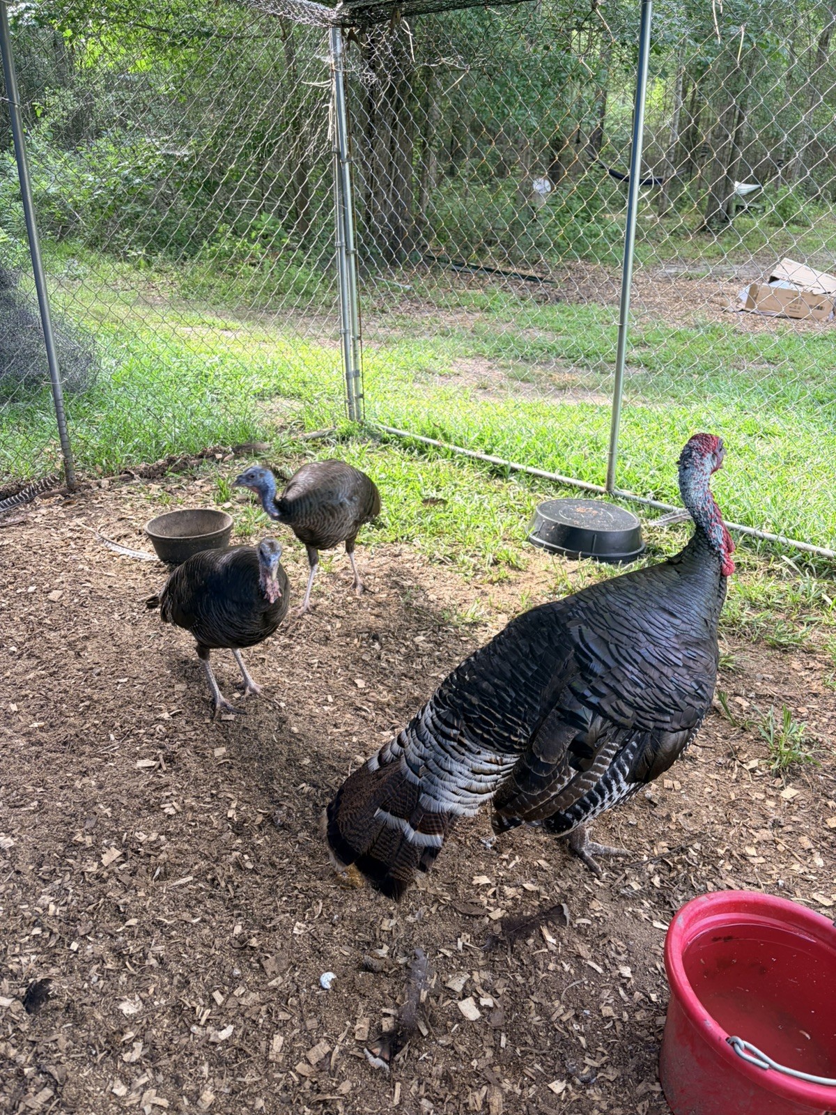 Fertile Eastern and Heritage Bronze Turkey Hatching Eggs Pack 6