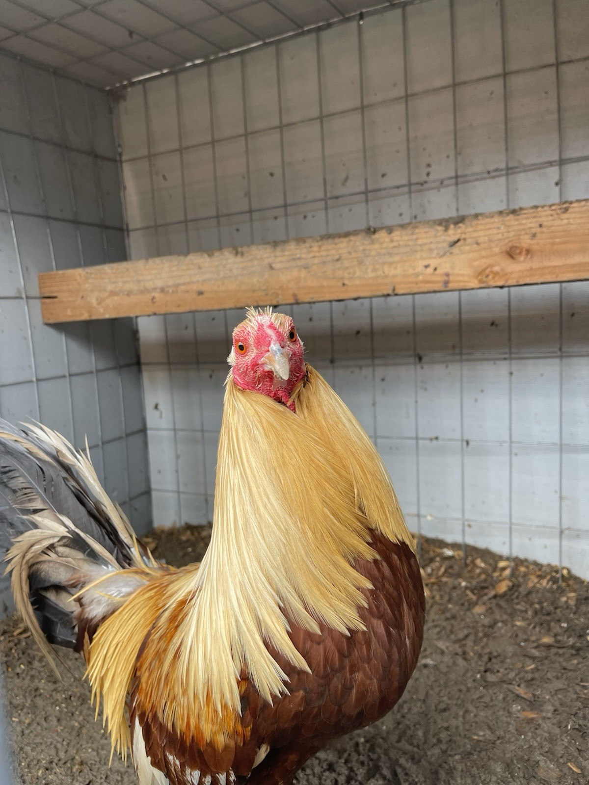 Chicken Hatching Eggs