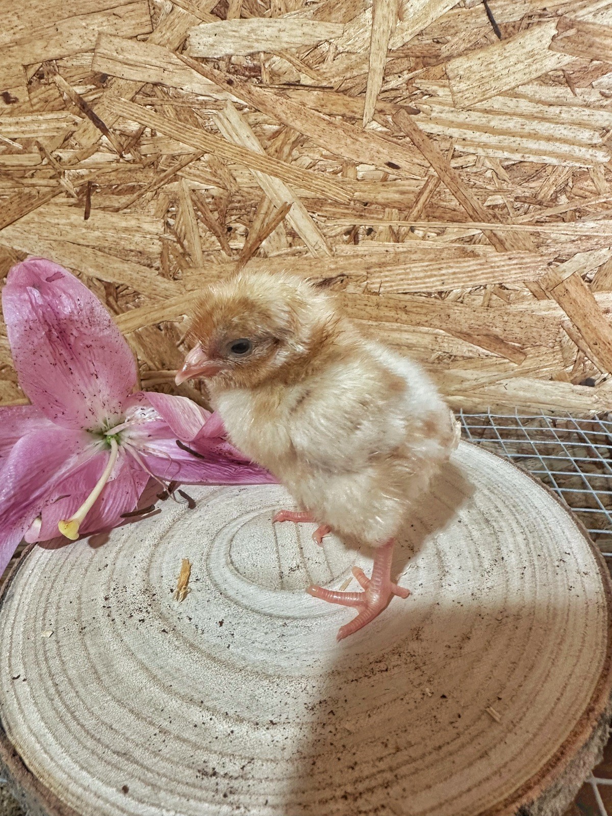 Easter Egger Hatching Eggs 12 Ct
