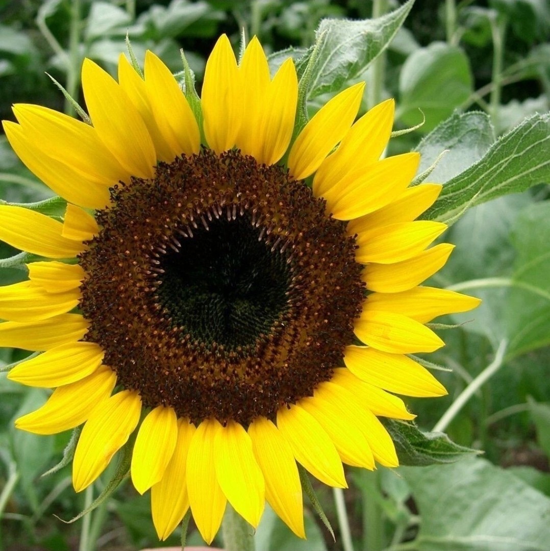 50+ Black Oil Sunflower Seeds for Planting GIANT Sunflowers