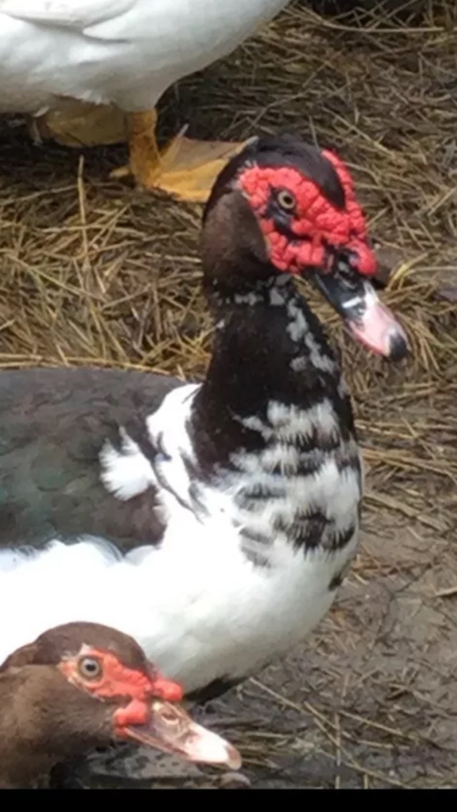 6 + Muscovy DUCK Hatching Eggs Rare Colors Pure breed Show quality