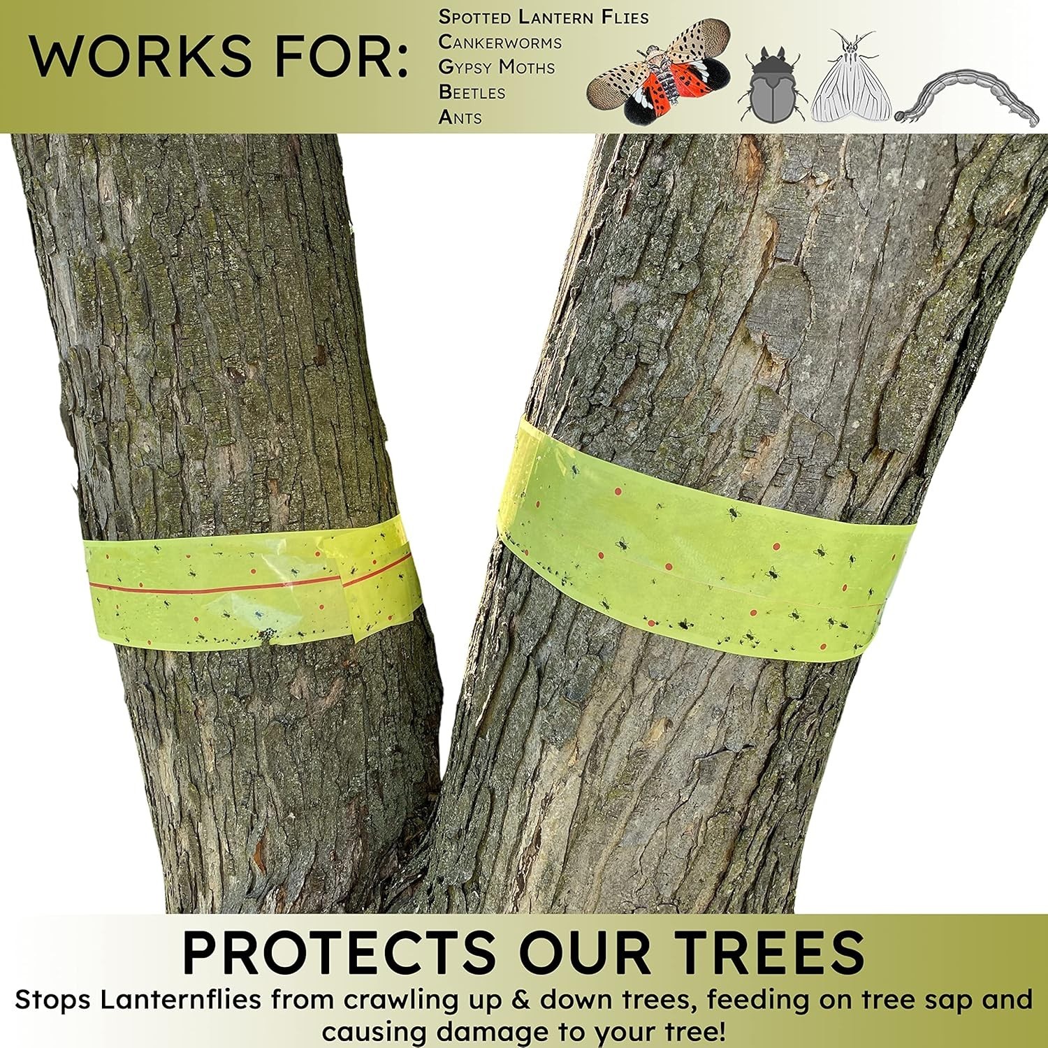 , Spotted Lantern Fly Tree Trap - 4 Rolls (30 Feet Each Roll) - Lanternfly Tree