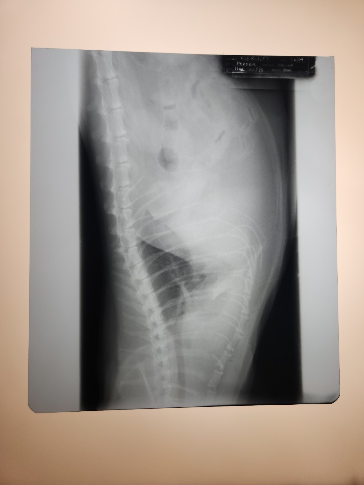 Animal X-Ray Film Negative Print – Feline Cat 9 7/8" x 11 1/2" XRay Medical B09
