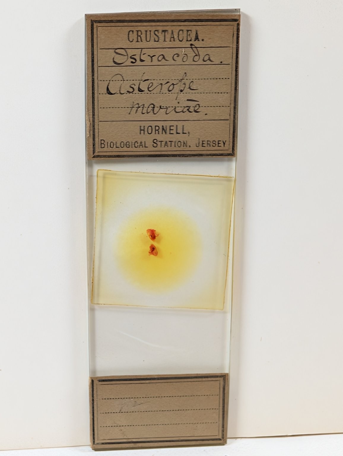 Antique Hornell Biological Station Microscope Slide Crustacea Ostracoda Asterópe