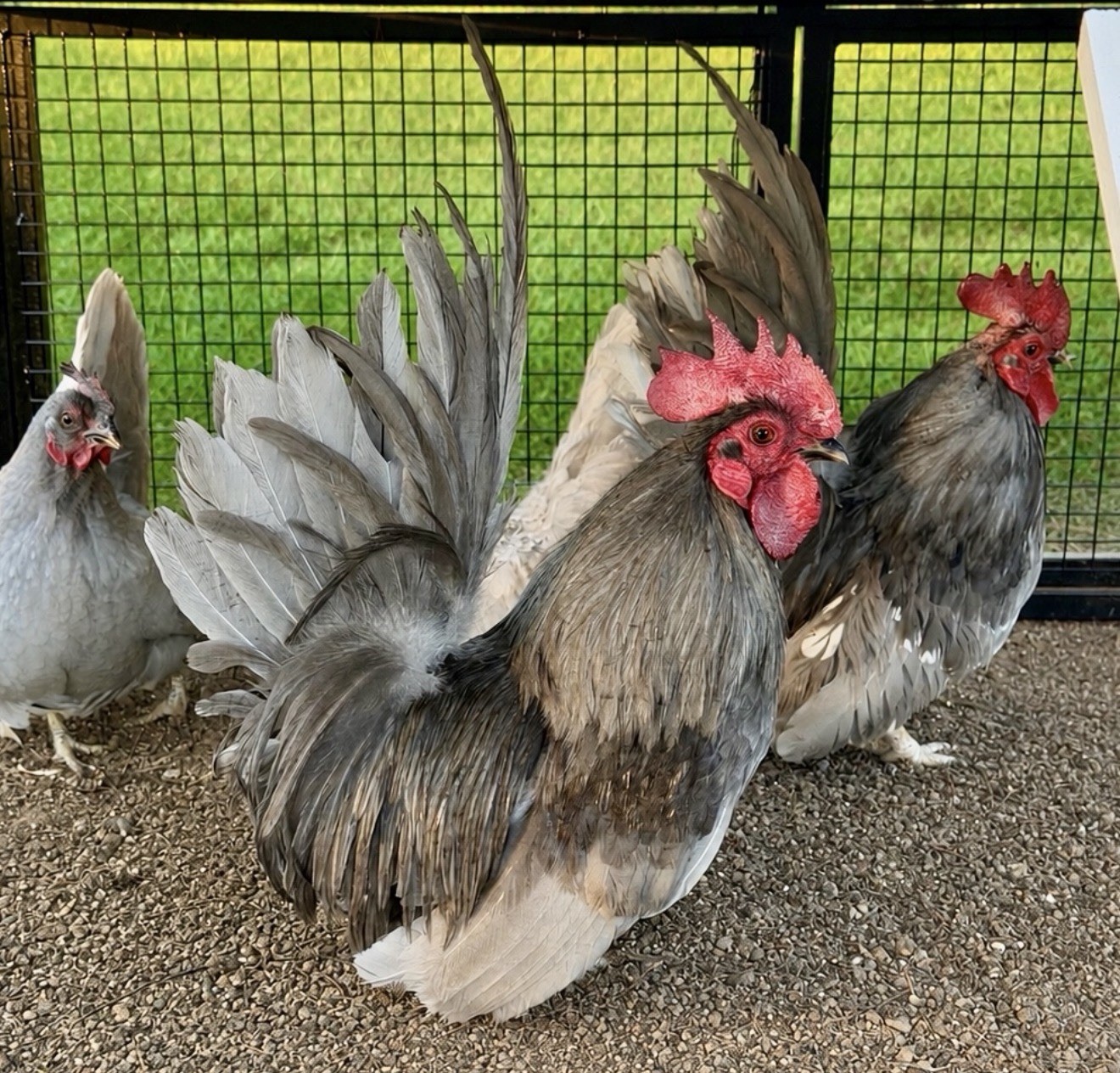 Hens choice- assorted bantam hatching eggs