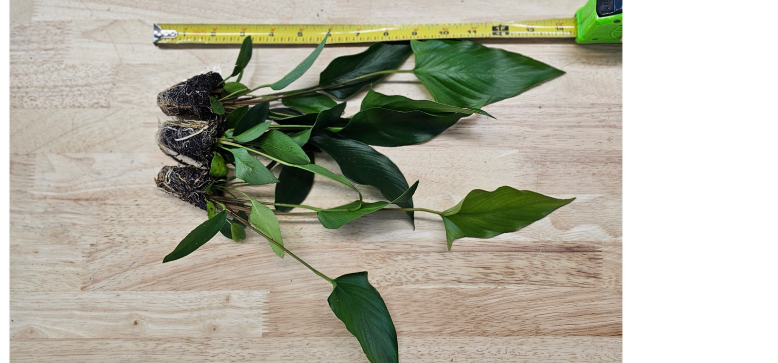 Anubias Starter Bundle (3-Pack) – Medium to Large Live Aquarium Plants