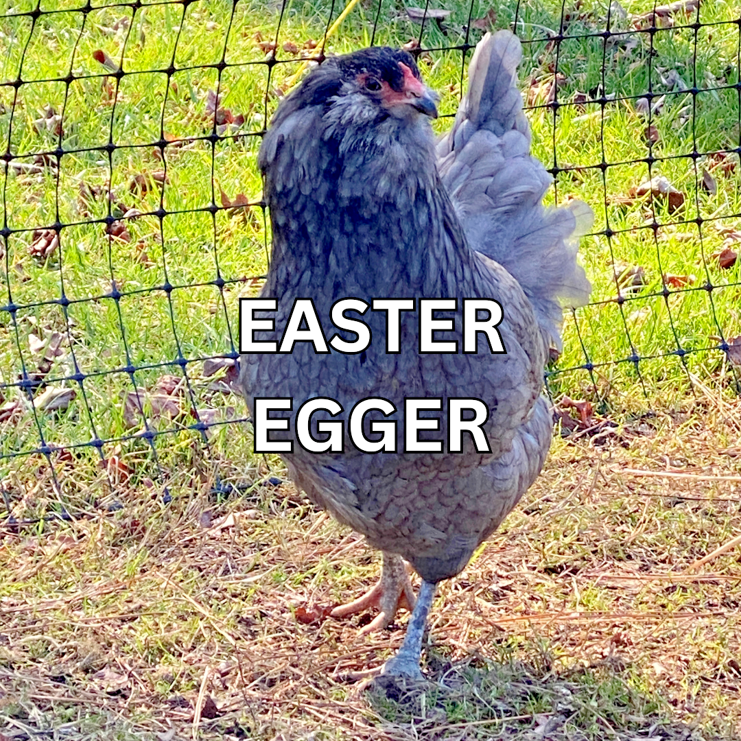 10 Custom Select Chicken Hatching Eggs - You Choose - See Description for Breeds